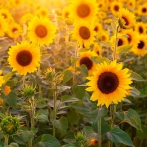 Meet your Posher, A kecks